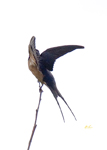 Swallows
